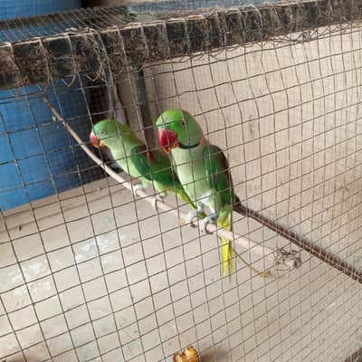Kashmiri Parrot