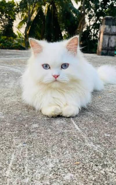 persian kittens|triple Coated|Punch Face kittens_cute|fluffy cat/peki