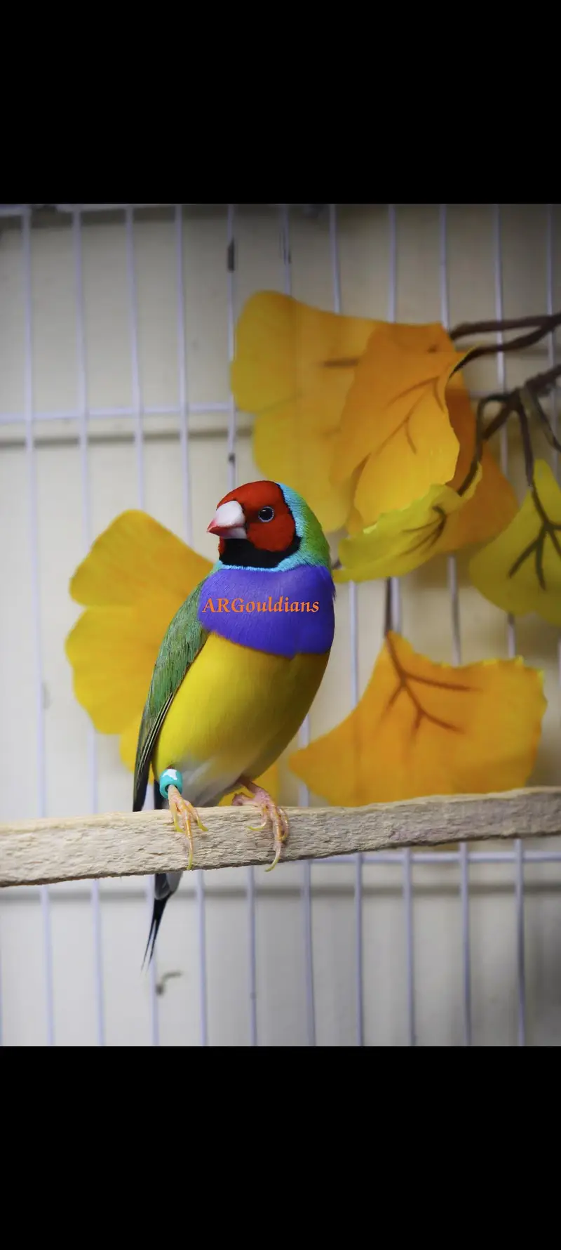 Gouldian finches