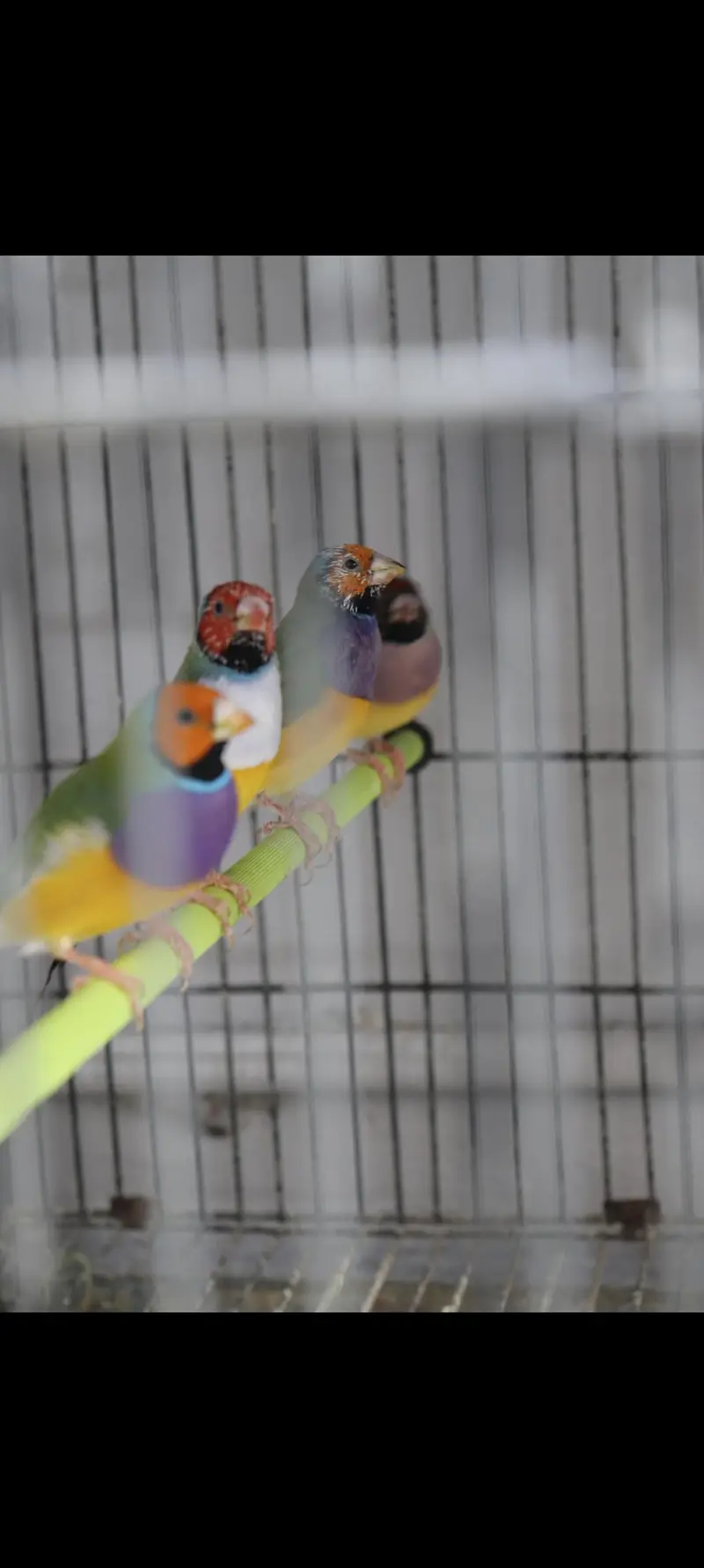 Gouldian finches — photo 2