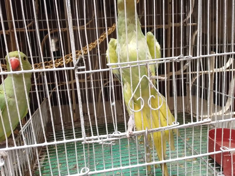 Ring neck 1