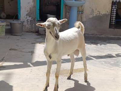 White Tedda Khassi Bakra