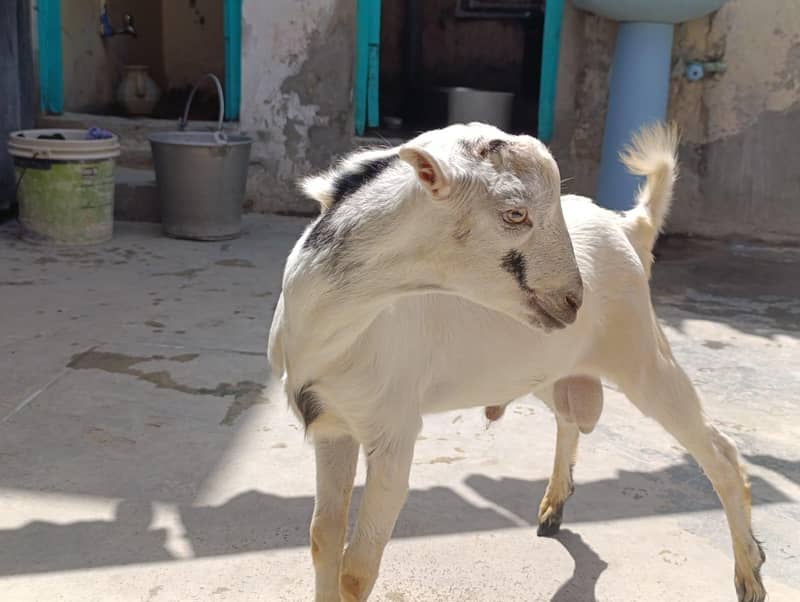 teddy bakra| tedda goat | desi bakra_teddy | بکرا 1