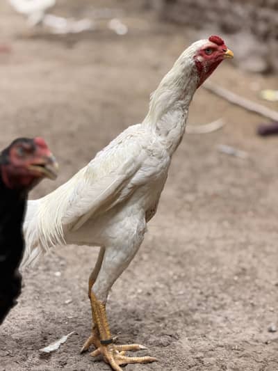 white jarman o shamo