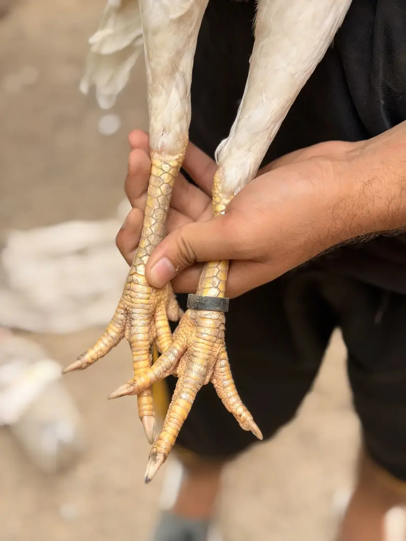 white jarman o shamo — photo 6