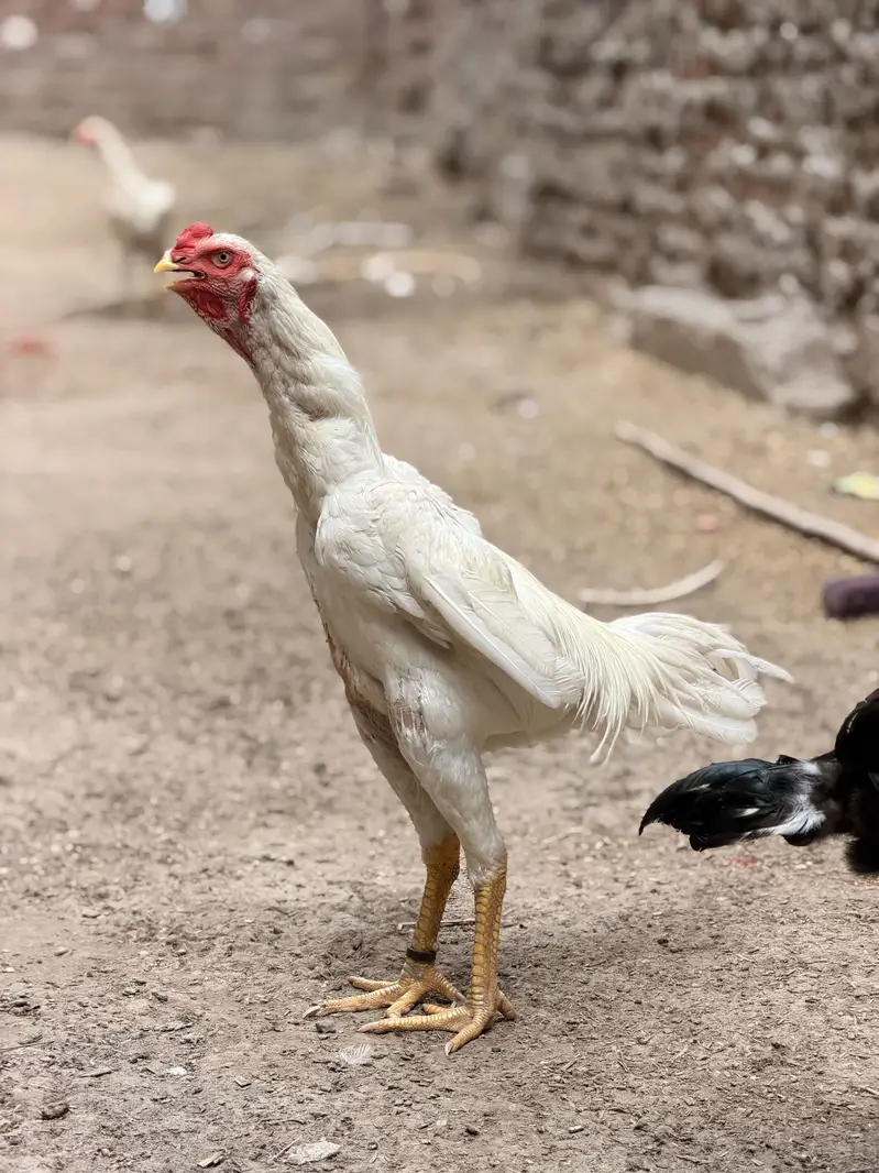white jarman o shamo — photo 7