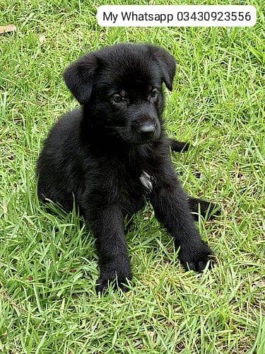 German shepherd  for sale