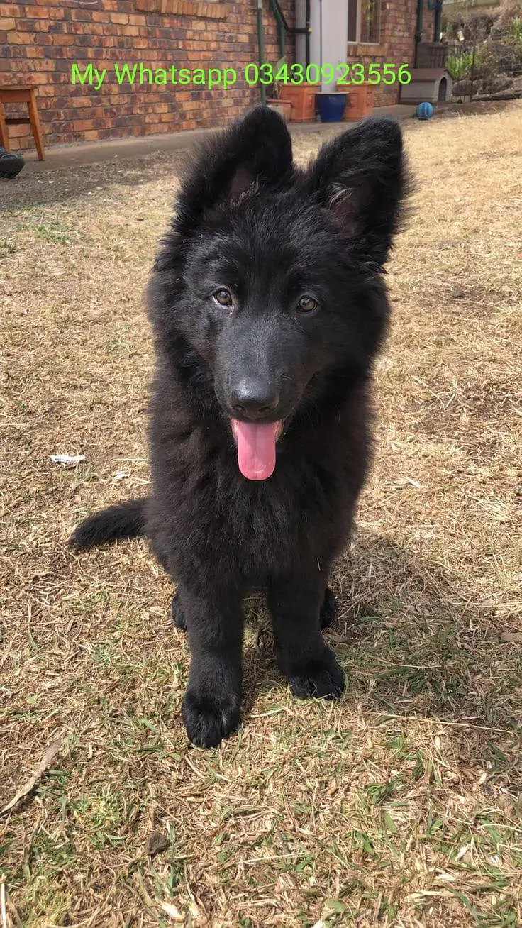 German shepherd  for sale — photo 2
