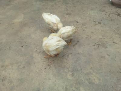 healthy & super active chicks for sale