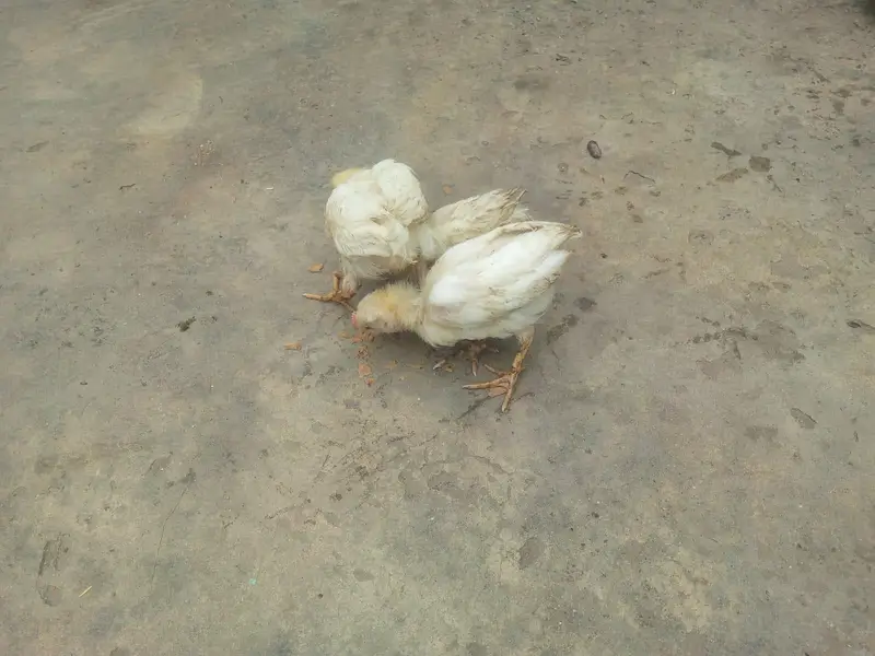 healthy & super active chicks for sale — photo 2