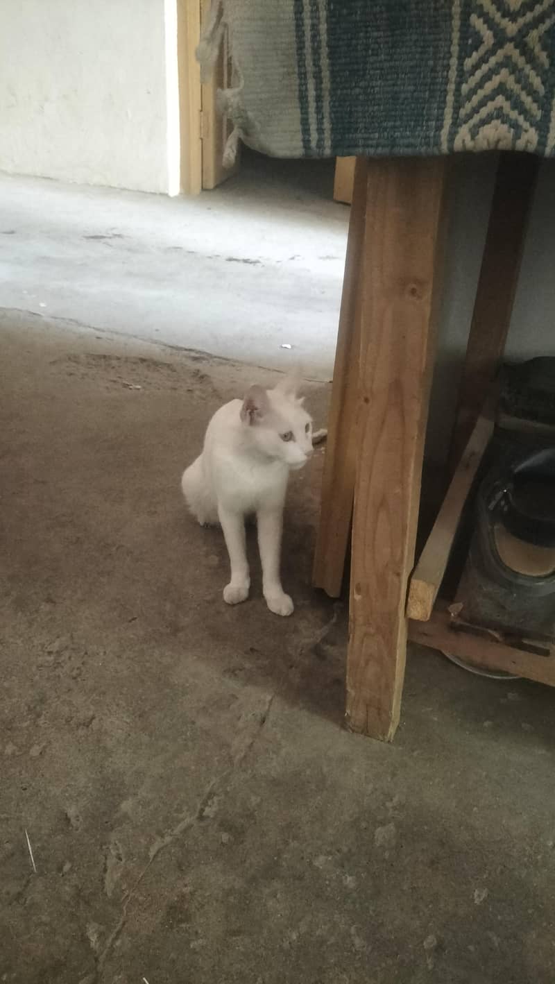my cat 0