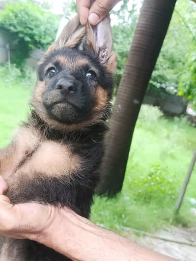 German shepherd puppies and mother available