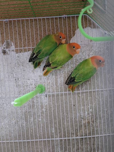 Love Birds|Green Oppline pale fellow|Love Birds breeder pairs