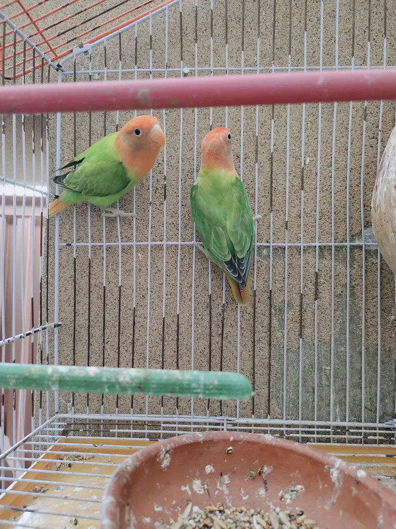 Love Birds|Green Oppline pale fellow|Love Birds breeder pairs — photo 3