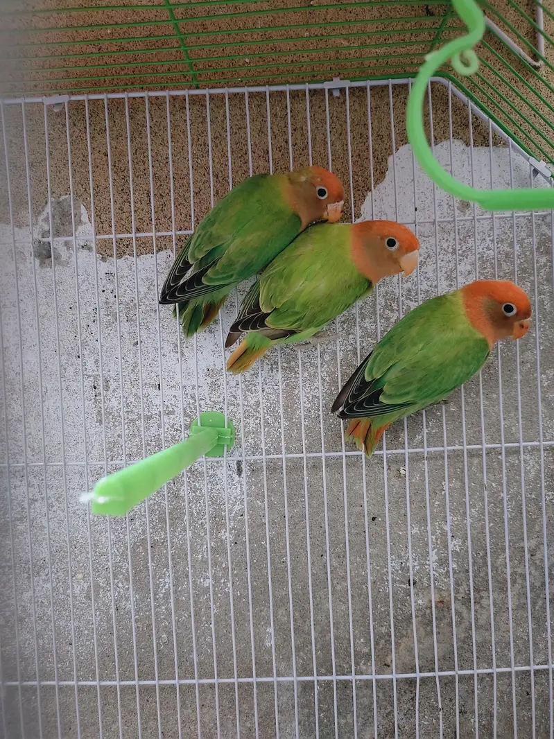 Love Birds|Green Oppline pale fellow|Love Birds breeder pairs — photo 4