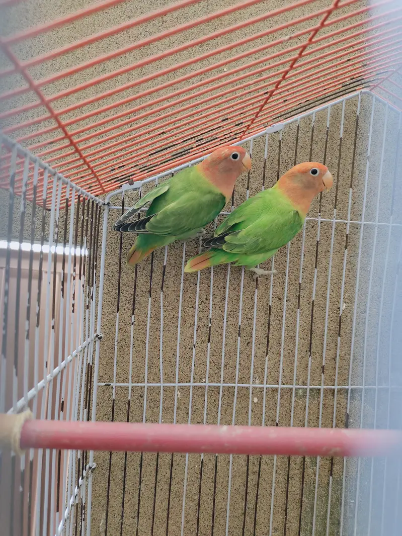 Love Birds|Green Oppline pale fellow|Love Birds breeder pairs — photo 6
