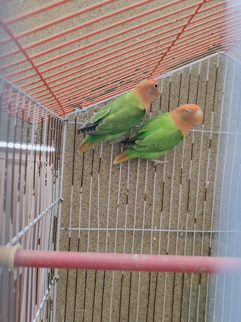 Love Birds|Green Oppline pale fellow|Love Birds breeder pairs — photo 7