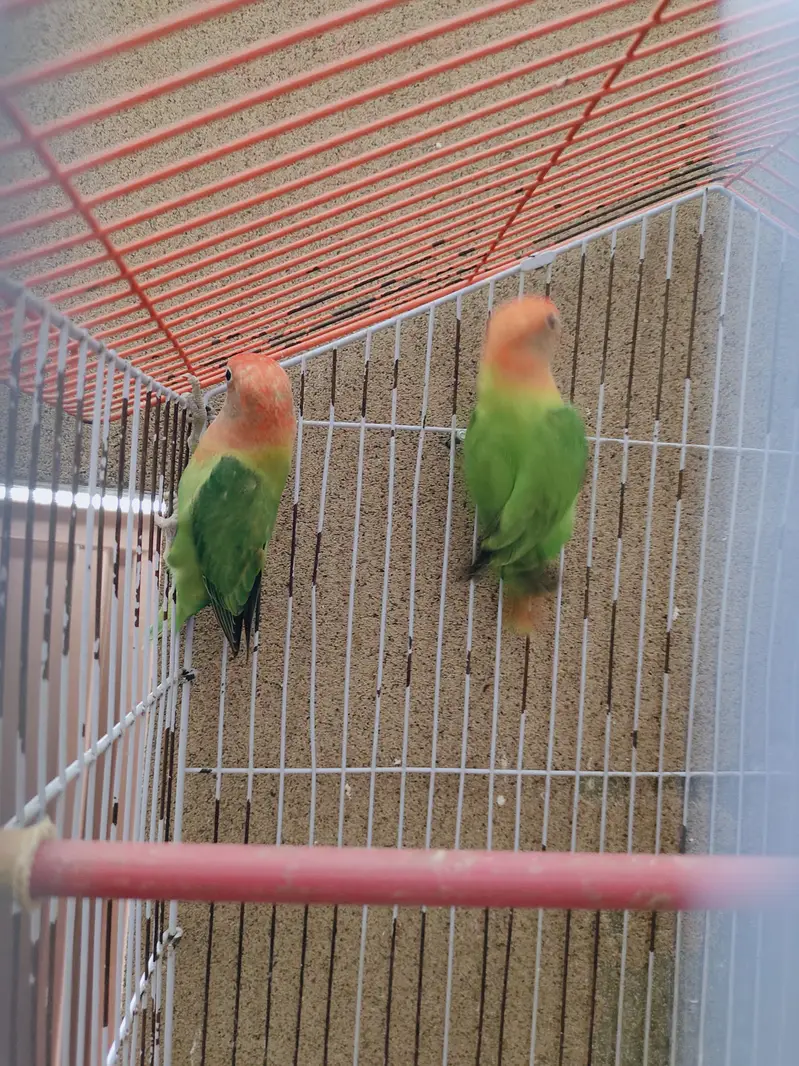 Love Birds|Green Oppline pale fellow|Love Birds breeder pairs — photo 9