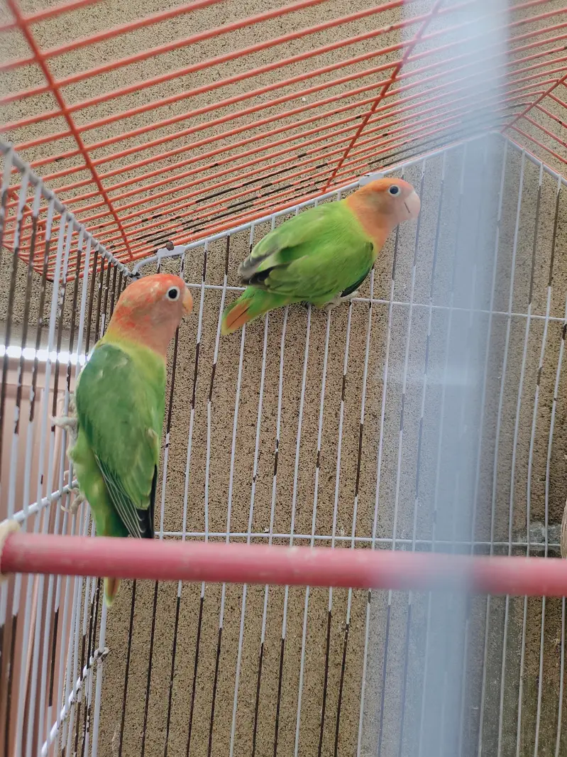Love Birds|Green Oppline pale fellow|Love Birds breeder pairs — photo 10