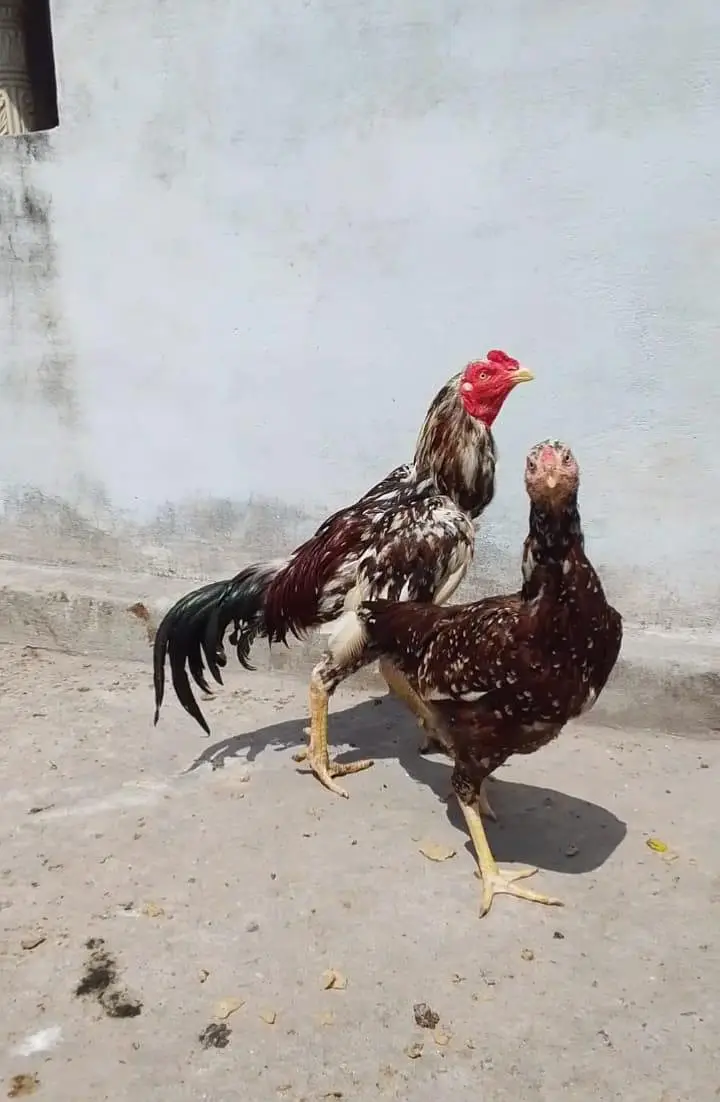 aseel cheena pair — photo 2