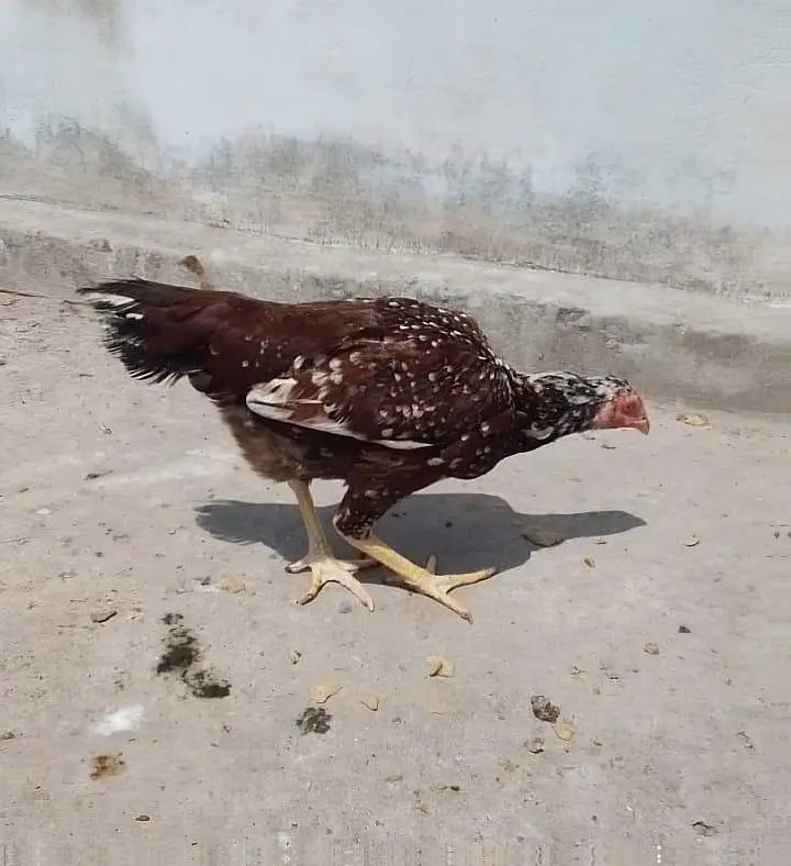 aseel cheena pair — photo 3