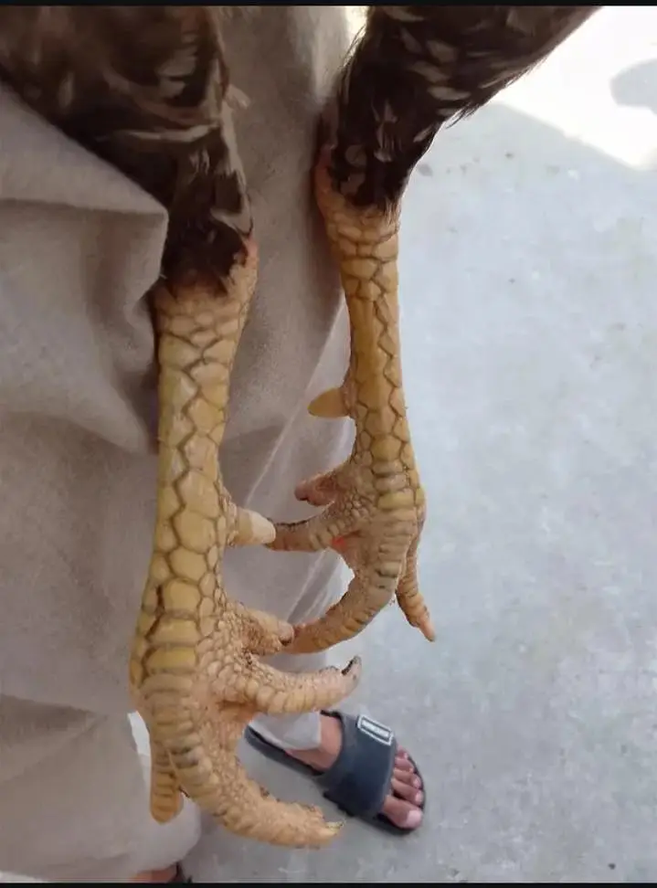 aseel cheena pair — photo 9