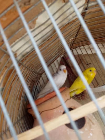 Healthy and active Budgie parrots available for sale.
