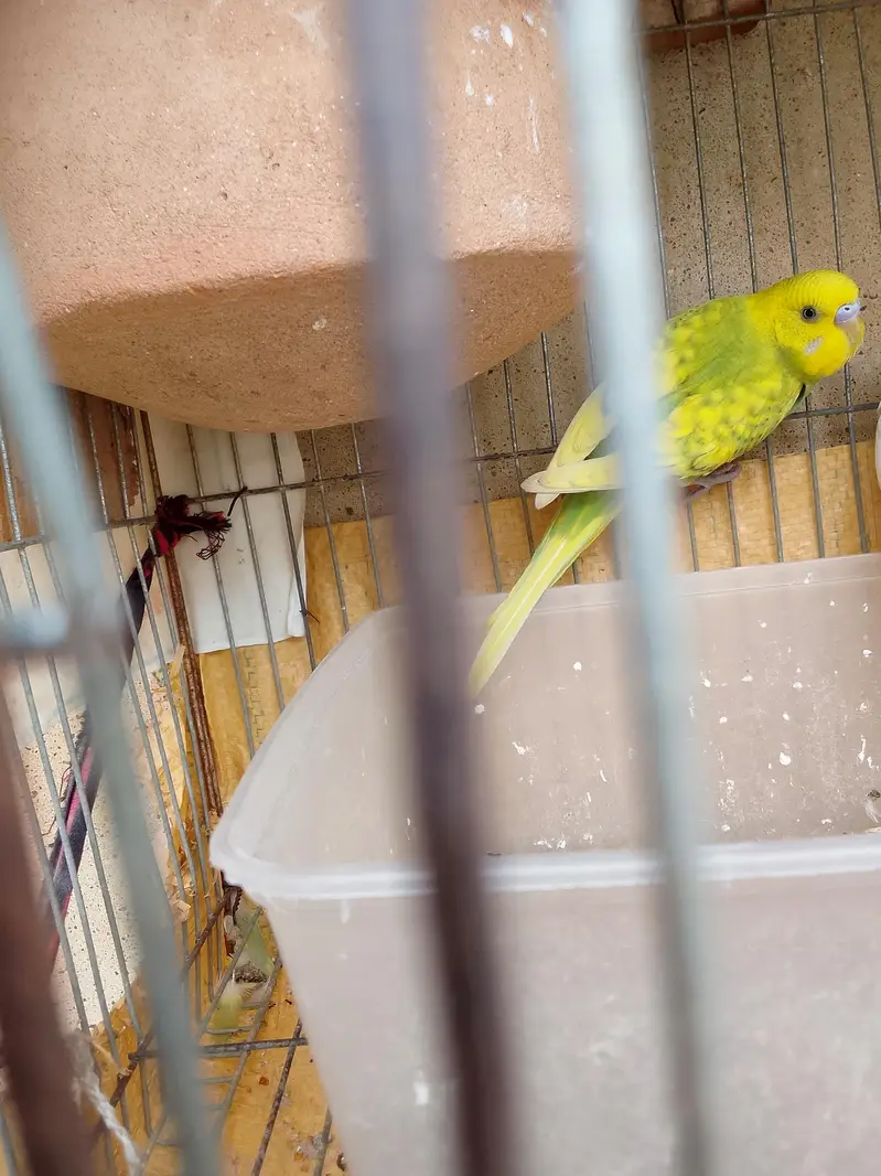 Healthy and active Budgie parrots available for sale. — photo 2