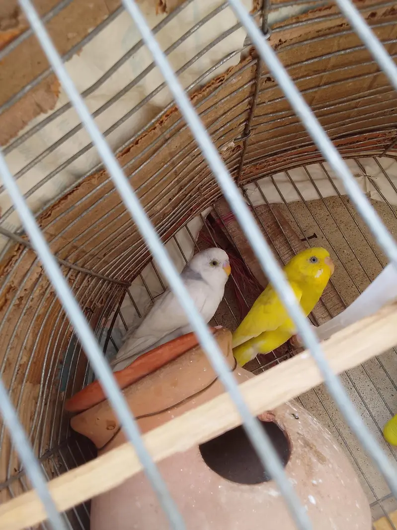 Healthy and active Budgie parrots available for sale. — photo 3