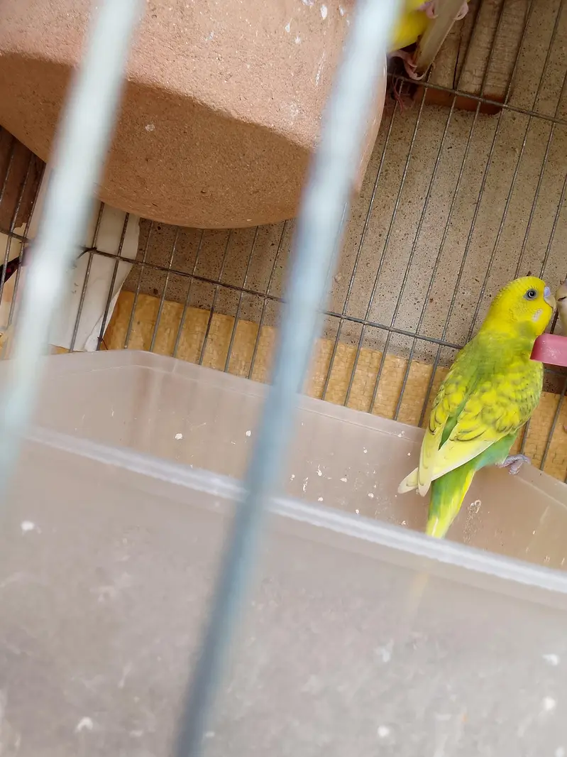 Healthy and active Budgie parrots available for sale. — photo 4