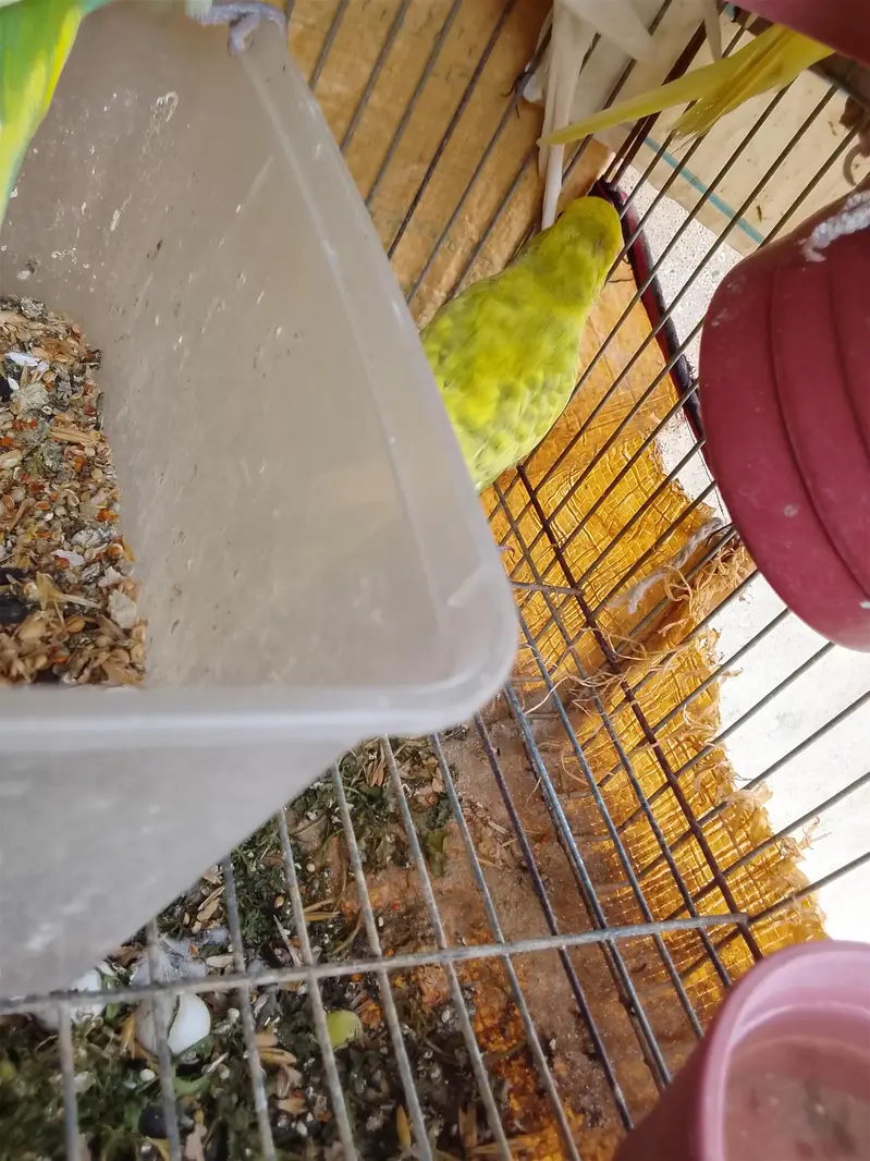Healthy and active Budgie parrots available for sale. — photo 5