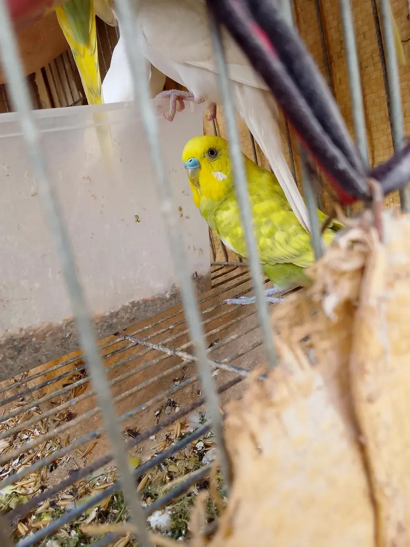 Healthy and active Budgie parrots available for sale. — photo 6