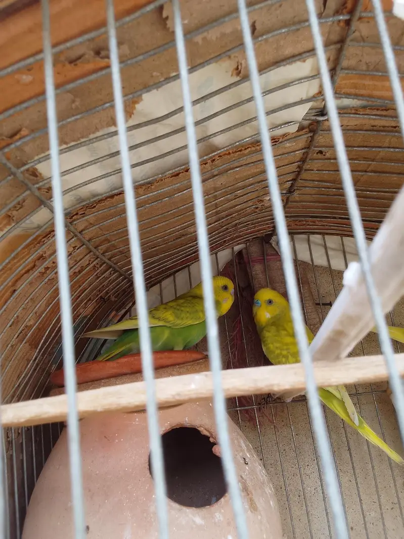 Healthy and active Budgie parrots available for sale. — photo 7