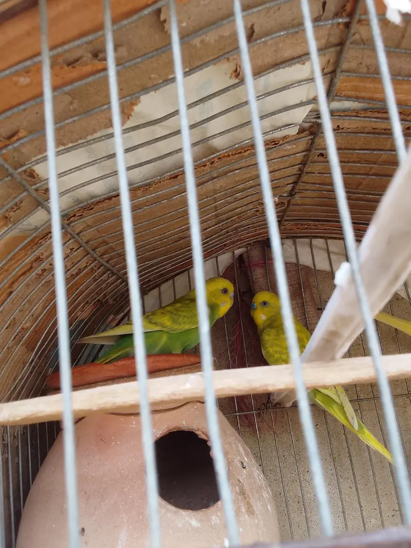 Healthy and active Budgie parrots available for sale. — photo 8