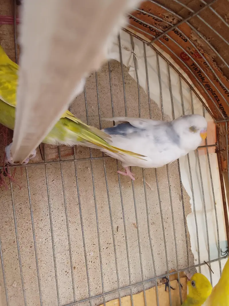 Healthy and active Budgie parrots available for sale. — photo 9