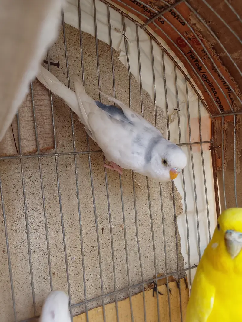 Healthy and active Budgie parrots available for sale. — photo 10
