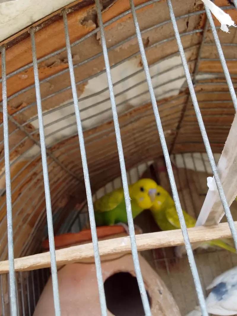 Healthy and active Budgie parrots available for sale. — photo 11