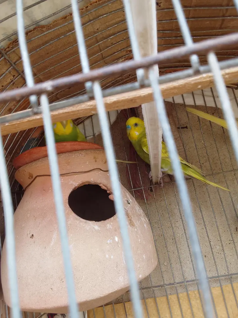 Healthy and active Budgie parrots available for sale. — photo 12