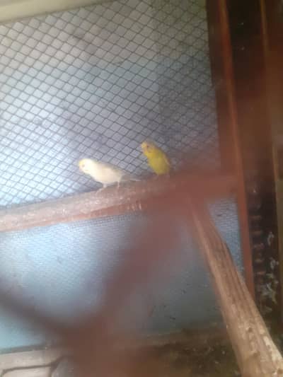 for sale