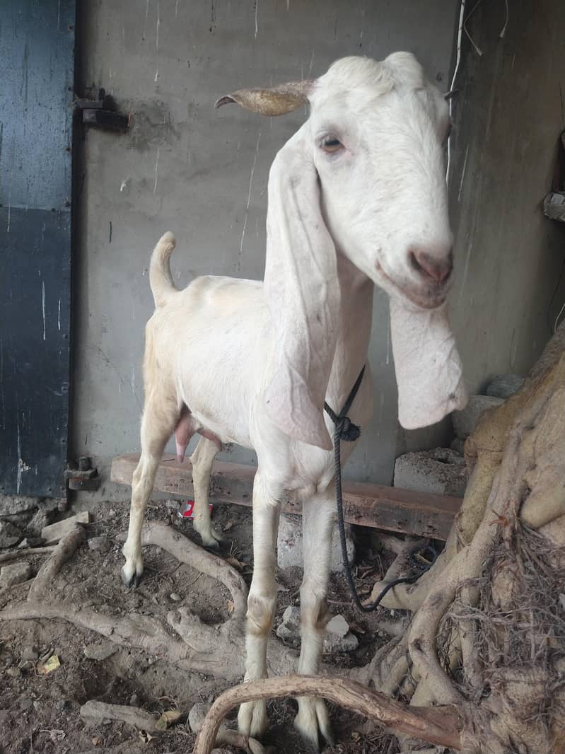 03402494900 دودھ والی بکری دستیاب ہے جس بھائی کو پسند اور رابطہ کریں 2