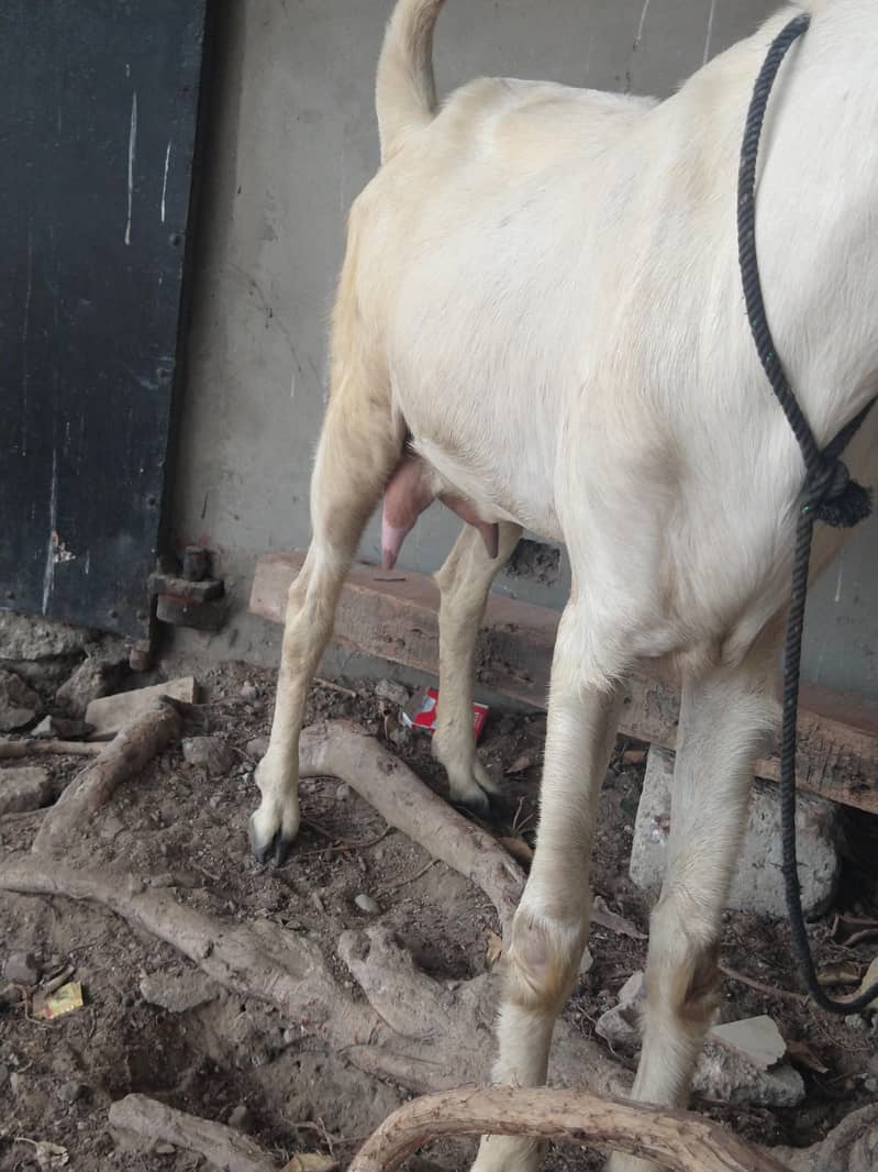 03402494900 دودھ والی بکری دستیاب ہے جس بھائی کو پسند اور رابطہ کریں 3