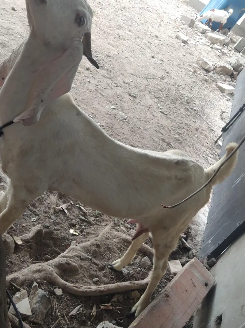 03402494900 دودھ والی بکری دستیاب ہے جس بھائی کو پسند اور رابطہ کریں — photo 5