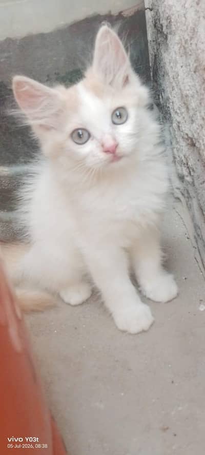 2 cute little persian kittens mqle and female