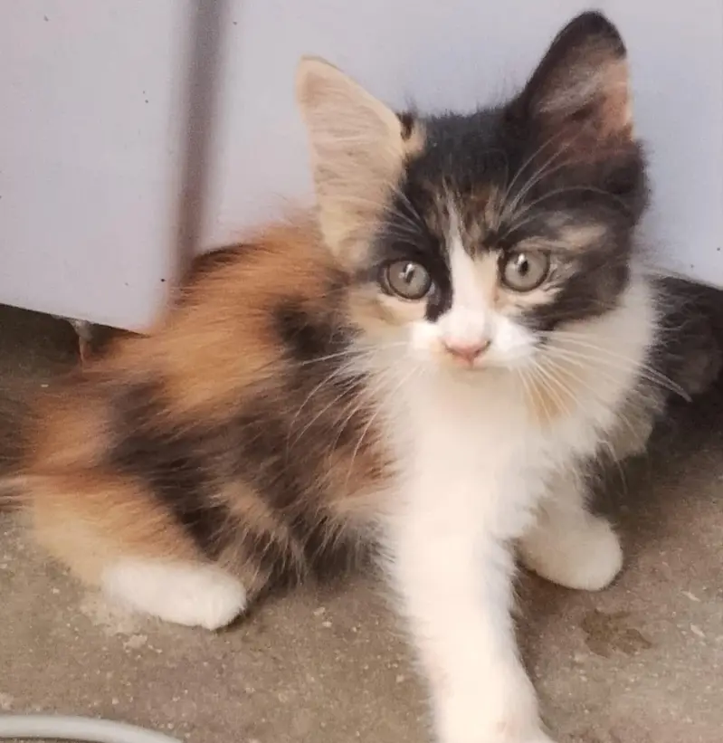 2 cute little persian kittens mqle and female — photo 2