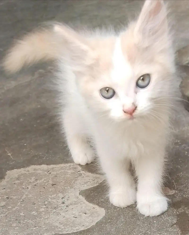 2 cute little persian kittens mqle and female — photo 5