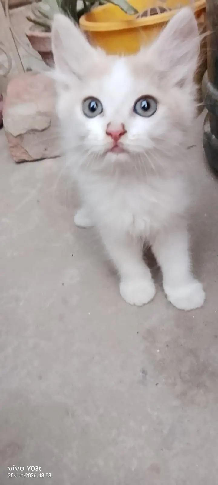 2 cute little persian kittens mqle and female — photo 6