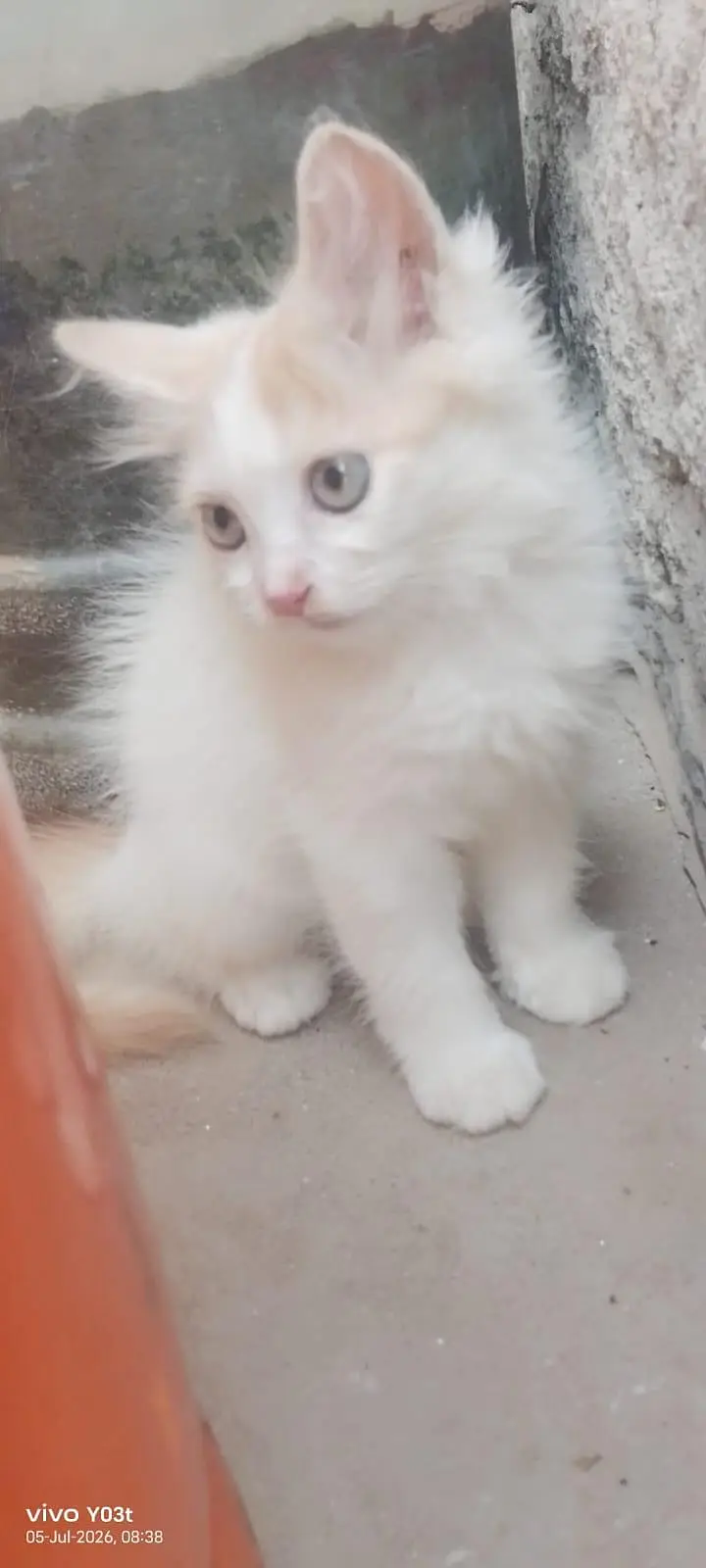 2 cute little persian kittens mqle and female — photo 7