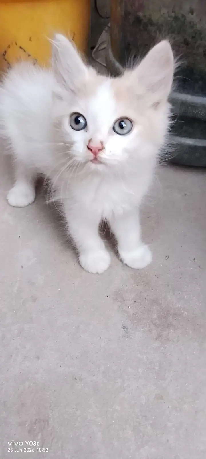 2 cute little persian kittens mqle and female — photo 8