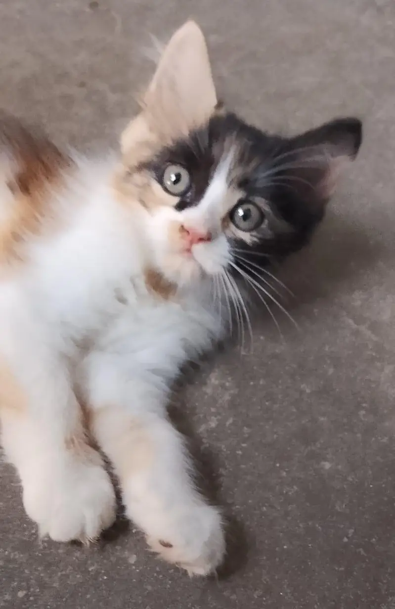 2 cute little persian kittens mqle and female — photo 9