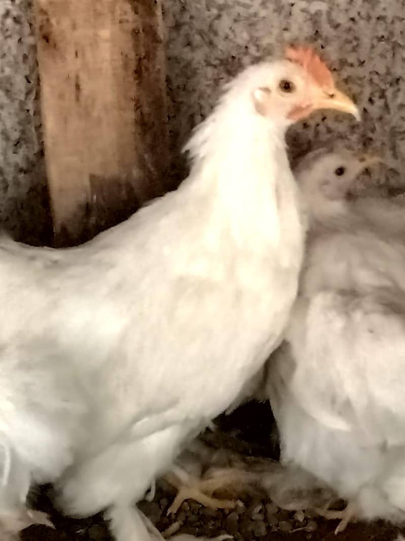 white bantam 1